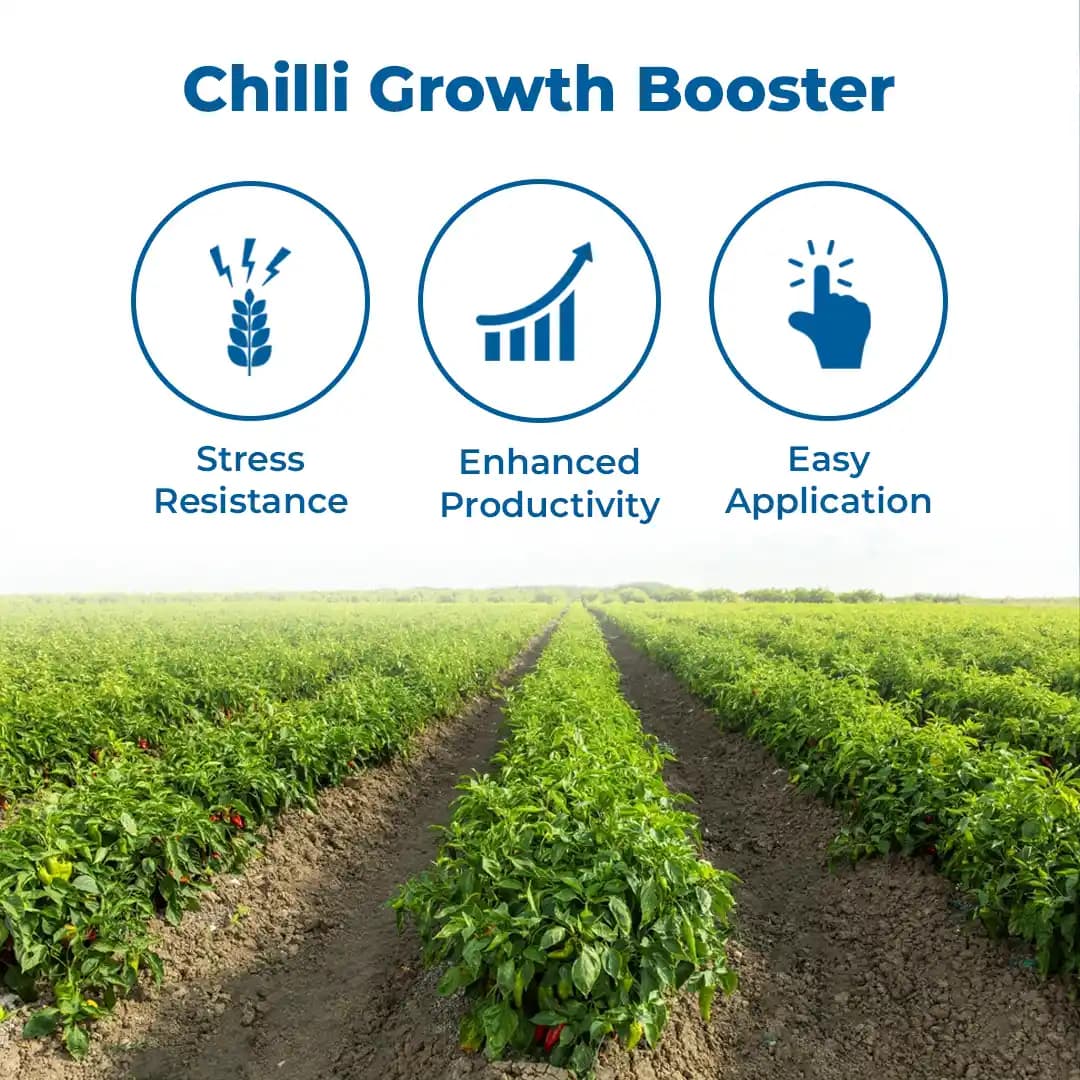 CHILLI GROW Amruth Chilli Microbial Consortia-ACC, Chili Special, Best For Plant Development - Image 3