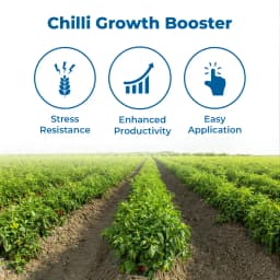 CHILLI GROW Amruth Chilli Microbial Consortia-ACC, Chili Special, Best For Plant Development 3