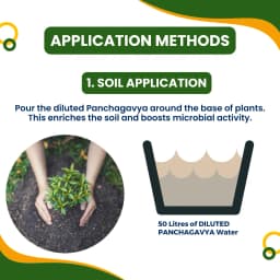 Pasuthai Panchagavya Liquid Plant Growth Promoter, Promotes Healthy plant Growth & Boosts Soil Microbial Activity 6