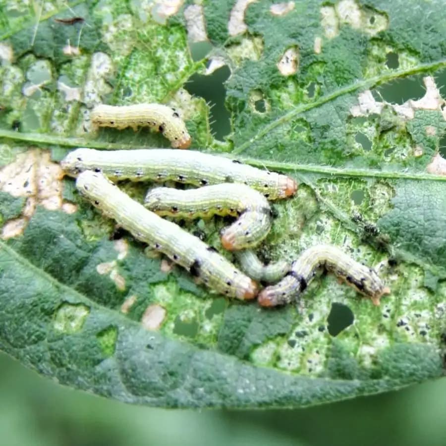 Funnel Trap with Spodo O Lure (Spodoptera Litura Pheromone) For Tobacco, Cotton, Red gram, Tomato and Chilli. - Image 6