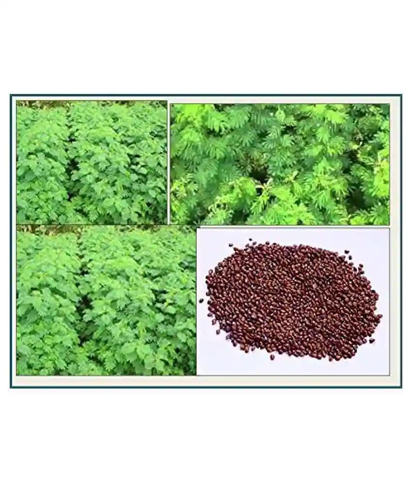 S.K. International Hedge Lucerne Seeds - Image 5