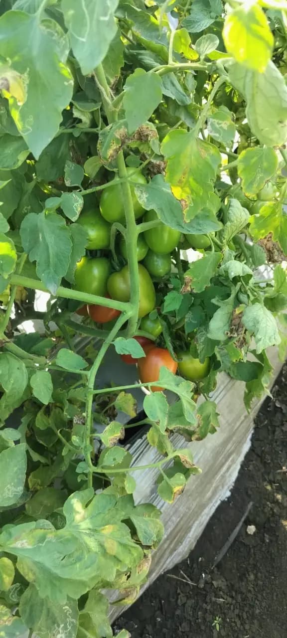 Sagar SHIVAM F1 Hybrid Tomato Seeds, High Yield And Red Glossy, Uniform Fruits - Image 3