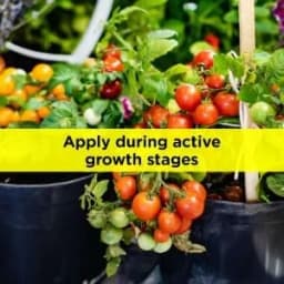 Titan Agritech PEP-GIBB 40 Gibberellic Acid 40% WSG Plant Growth Regulators, Enhances Seed Germination & Early Plant Vigor 4