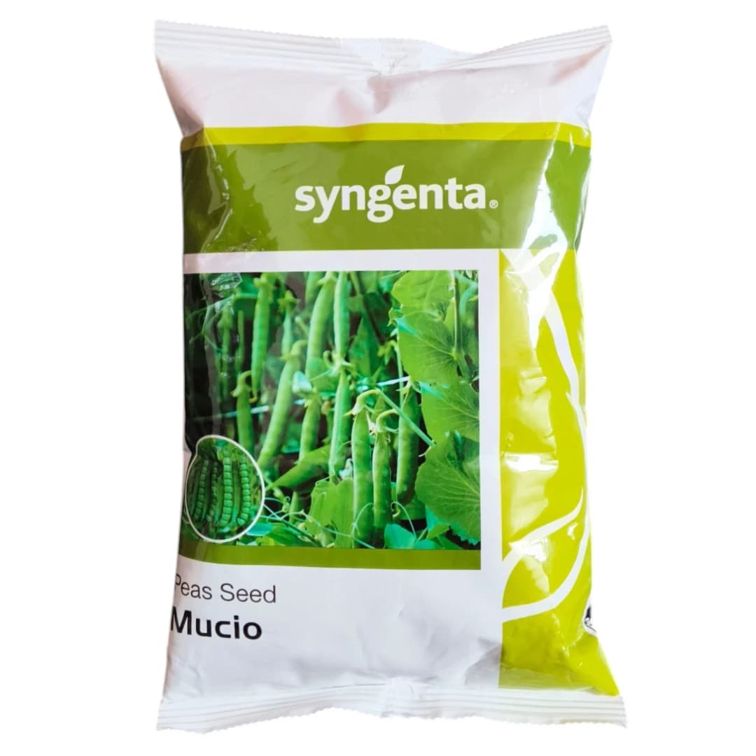 Syngenta Mucio Peas Seeds - Image 2
