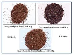 RK Seeds - Eucalyptus Seeds, Eucalyptus Hybrid Seeds 50 g + Eucalyptus Camaldulensis Seeds 50 g + Eucalyptus Citriodora Seeds 50 gm (Pack of 3) 3