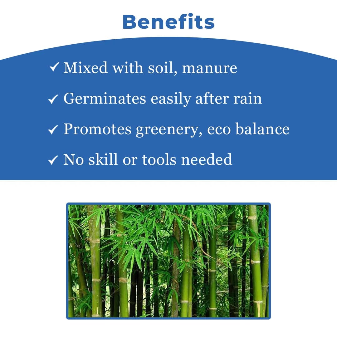 सीड बॉल्स - बस फेंको और उगाओ (बाँस या मोंगिल पेड़ बीज बॉल्स) वृक्ष बीज बॉल्स। बस भूमि पर फेंकें या बर्तन में रखें। - Image 4