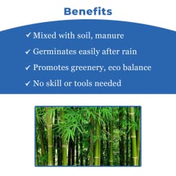 सीड बॉल्स - बस फेंको और उगाओ (बाँस या मोंगिल पेड़ बीज बॉल्स) वृक्ष बीज बॉल्स। बस भूमि पर फेंकें या बर्तन में रखें। 4