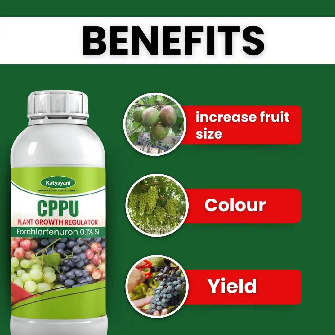 Katyayani CPPU Forchlorfenuron 0.01% L Plant Growth Regulator For Enhancing Fruit Size Quality and Yield in Various Crops - Image 4