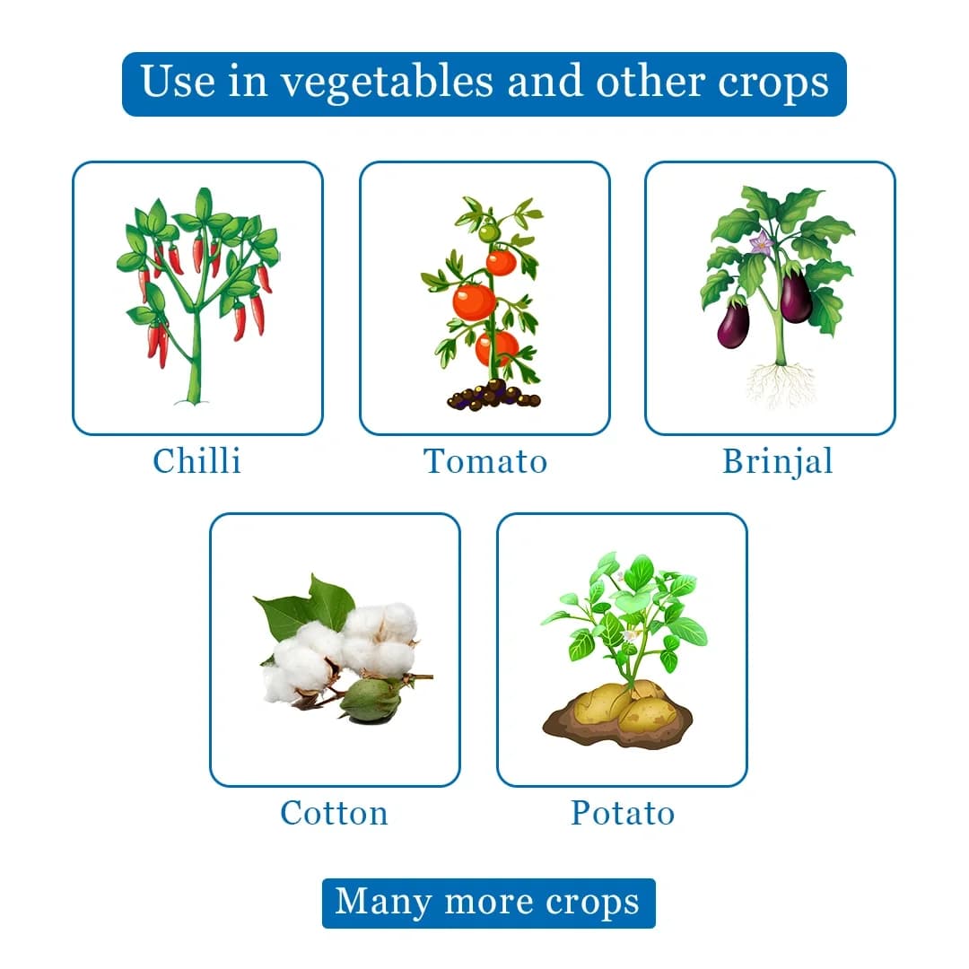 EBS Thiomax Thiamethoxam 25% Wg Insecticide, Broad spectrum Controls Sucking And Chewing Pests In Many Crops - Image 4
