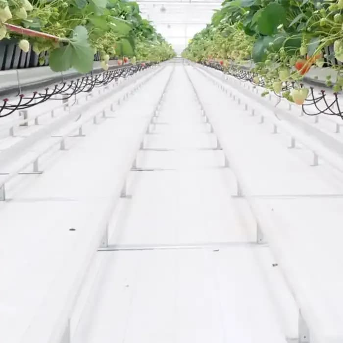 Singhal 100 GSM Garden Weed Control Barrier Sheet Mat, Landscape Fabric, Heavy Duty Weed Block Gardening Mat For Gardens (White) - Image 6