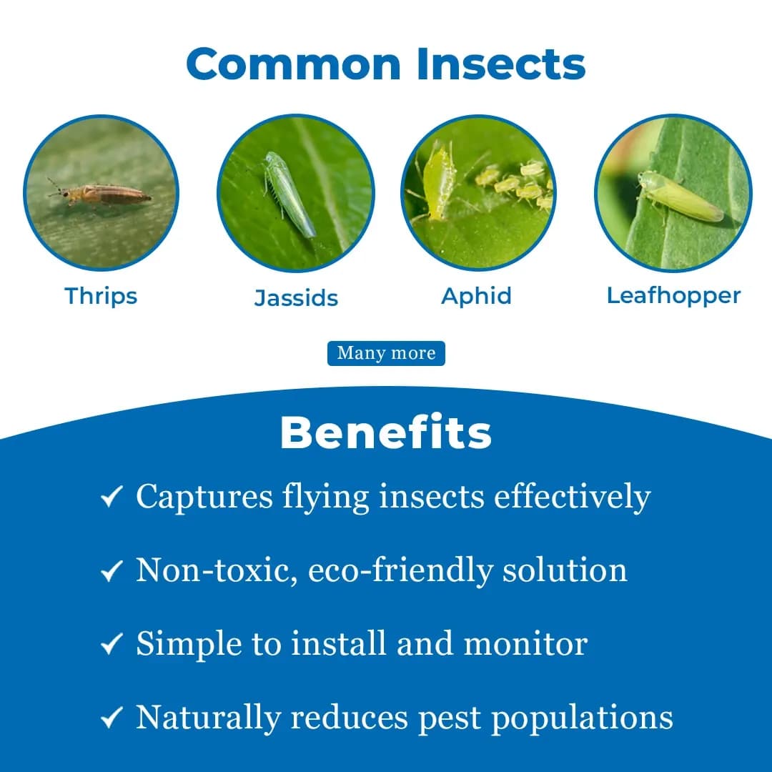 Eco Sticky Trap A5 Size, Yellow and Blue Sticky Trap For The Insects (20 No Yellow, 5 No Blue) Best for organic Vegetable and Fruits farming pest Control - Image 3