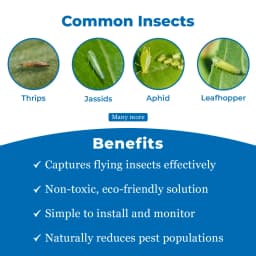 Eco Sticky Trap A5 Size, Yellow and Blue Sticky Trap For The Insects (20 No Yellow, 5 No Blue) Best for organic Vegetable and Fruits farming pest Control 3