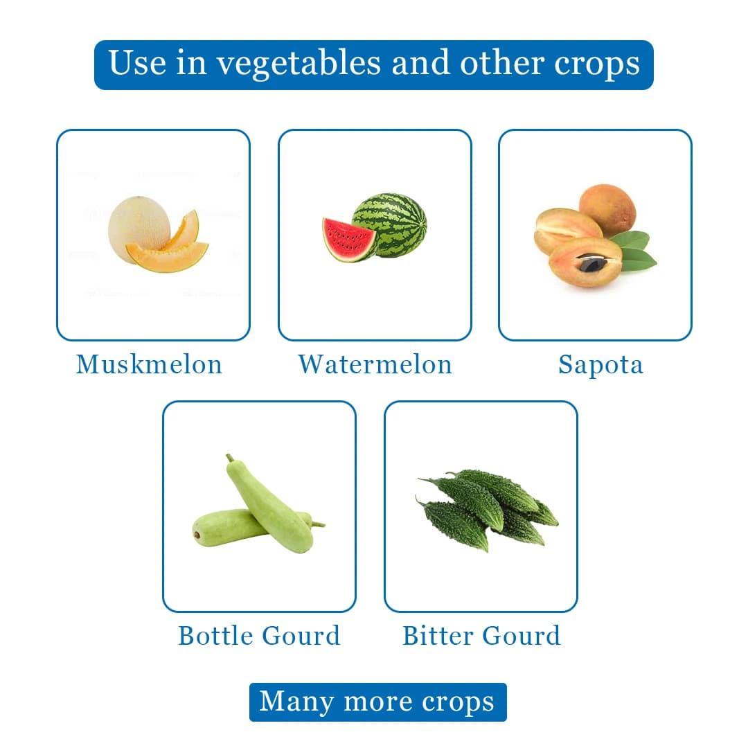 आईपीएम ट्रैप विथ मेलॉन फ्लाई फेरोमोने ल्यूर, बैक्ट्रोसेरा कुकुर्बिटे को नियंत्रित करने के लिए। खीरा, लौकी, करेला, कद्दू, तरबूज़ के लिए उपयोगी। - Image 4