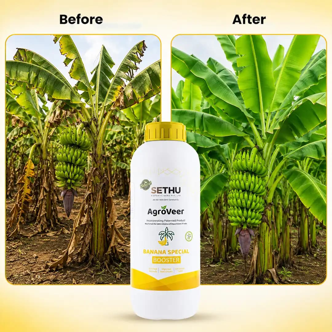 Agroveer Banana Special Fertilizer - Image 7