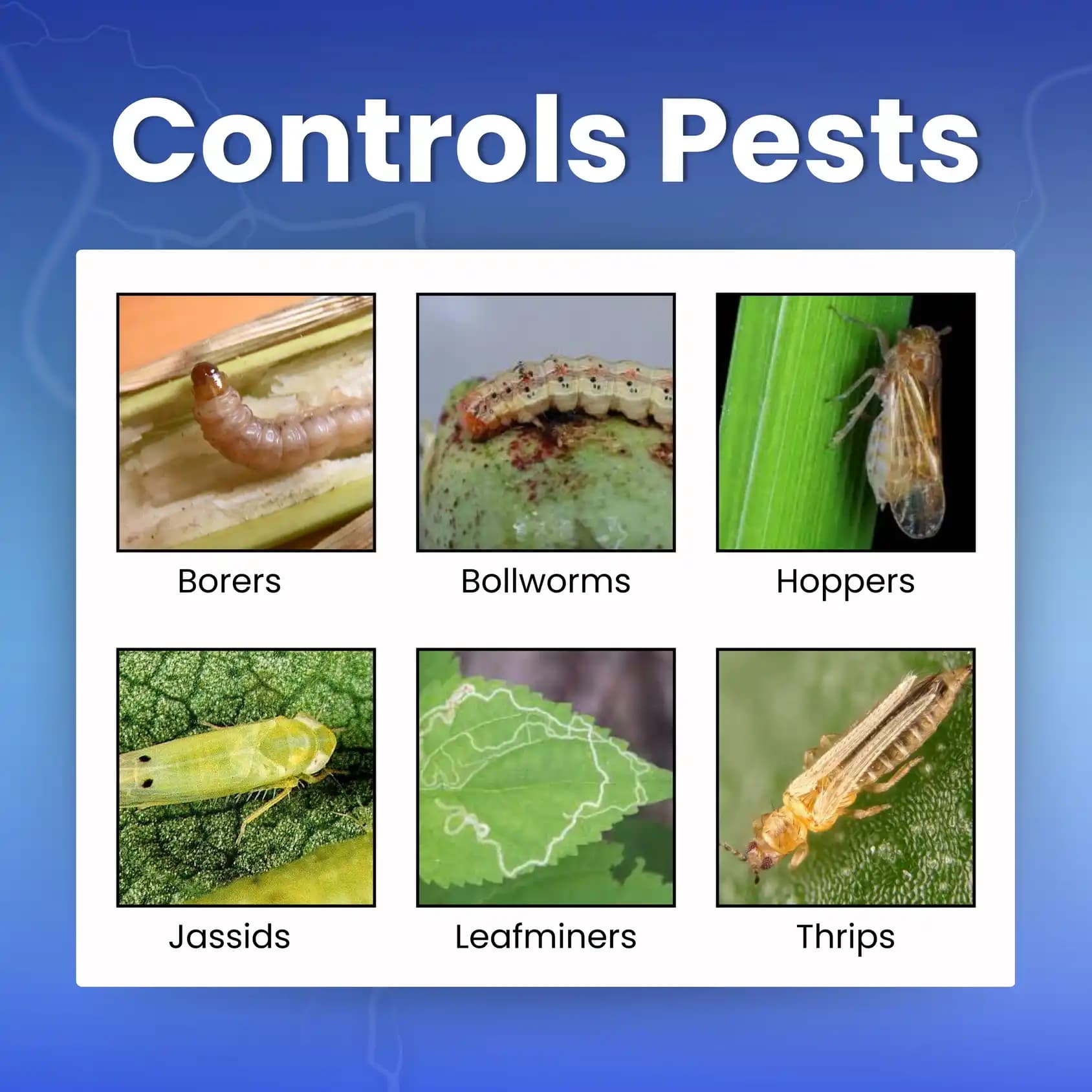 Katyayani Chloda Chlorantraniliprole 9.3% + Lambda Cyhalothrin 4.6% ZC Insecticide, for Effective Pest Control for Crops - Image 3