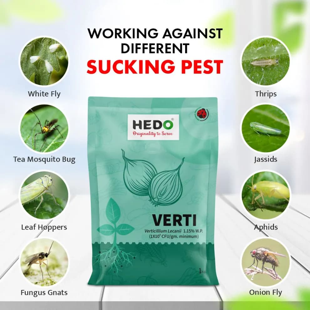 HEDO Verti (Verticillium Lecanii 1.15% Wp) Bio Pesticide, Targets A Wide Range Of Pests Like Aphids, Thrips, Etc - Image 6