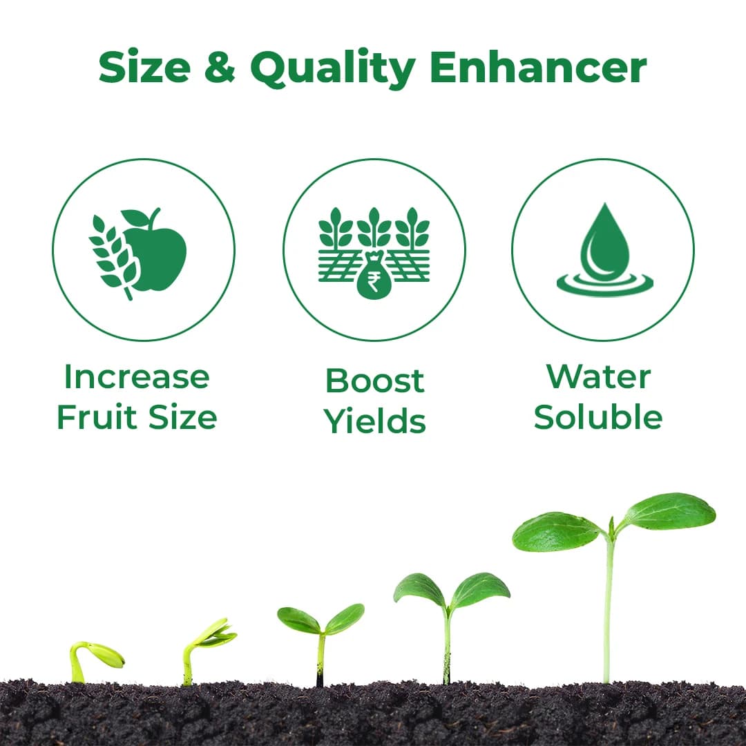 Gibrax SP186 - Gibberellic Acid 0.186% SP Increases Fruit and Flower Size and Helps in Overall Plant Growth - Image 3
