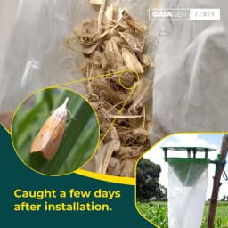 Gaiagen Yellow Rice Stem Borer (Scirpophaga Incertulas) Pheromones Lure And Funnel Insect Traps Combo, IMO Certified. 8