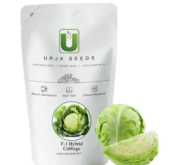 Urja Indra Cabbage Seeds - Patta Gobhi Seeds