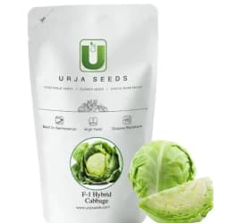 Urja F1 Hybrid Cabbage Indra Seeds, Patta Gobhee Ke Beej, Best for Cool and Moist Climate. 2