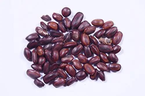 RK Seeds- Samanea Saman seed Rain Tree Seeds,Avenue tree seeds Samanea Saman Seeds, , SHADE tree seeds , Best for planting in Road Avenue , Garden - Image 2