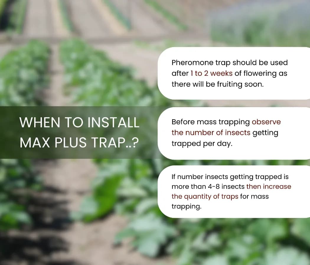 Chipku Pheromone Mac Phill or Max Plus Trap With Melon Fly Lure (Bactrocera Cucurbitae) Weather Proof Long Lasting, For Melons, Cucumber, Tomato. - Image 8