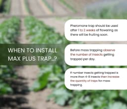 Chipku Pheromone Mac Phill or Max Plus Trap With Melon Fly Lure (Bactrocera Cucurbitae) Weather Proof Long Lasting, For Melons, Cucumber, Tomato. 8