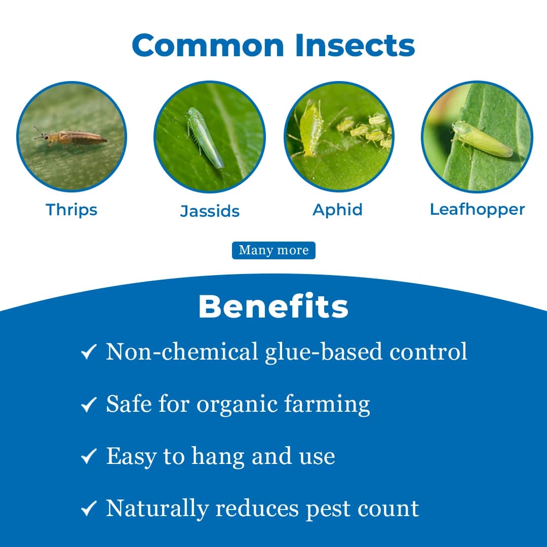 Sonkul Agro Industries Insect Killer Attractant Yellow Sticky Trap For Sucking Pest Like Aphids, Jassids, Thrips - Image 3