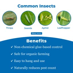 सोनकुल एग्रो इंडस्ट्रीज कीट नाशक आकर्षक पीला चिपचिपा जाल, सकिंग कीटों जैसे कि एफिड्स, जैसिड, और थ्रिप्स के लिए 3