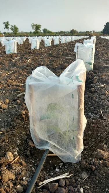 Radhe Agri 2x15 Inch Plant Protection Cover Non-Woven Fruit Bag - Image 3