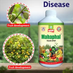 Multiplex Mahaphal Bio Stimulant, Boosts Flowering, Fruit Setting And Disease Resistance 2
