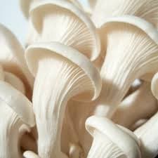 Oyster Mushroom (Commercial Grade) Saw Dust Spawn Seed (800 Gm X 2 Pack) 1600 Gm - Image 4