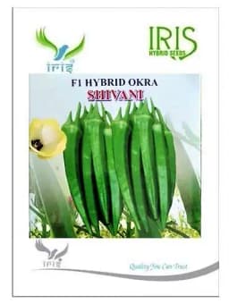 Iris Hybrid Vegetable Seeds F1 Hybrid Okra (Bhindi) Shivani, Attractive Green Color, Good Tolerance 4