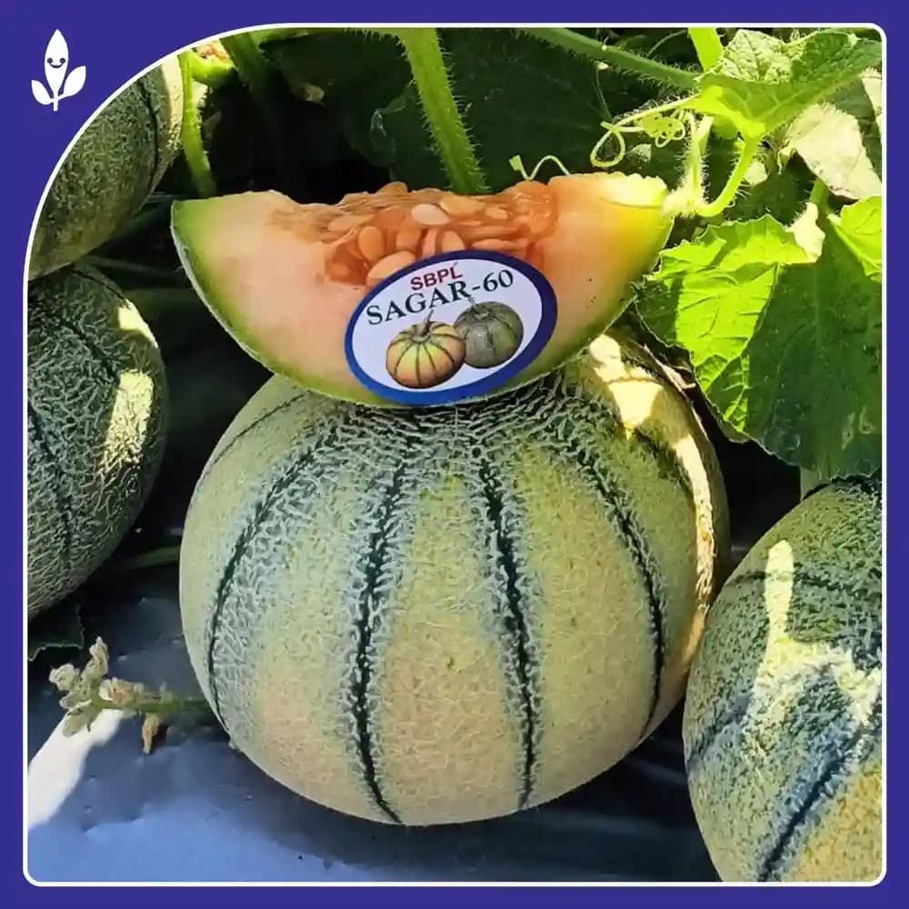 Sagar 60 F1 Hybrid Muskmelon Seeds, Yellow Skin With Green Stripes, High Yield, Orange Flesh - Image 2