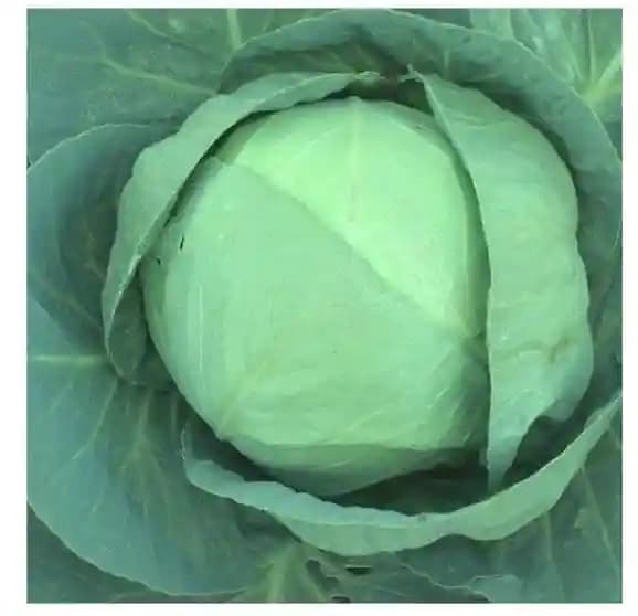 Urja Bharat F1 Hybrid Cabbage Seeds, Round and Compact Bluish-Green Heads - Image 1