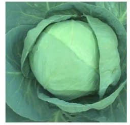 Urja Bharat F1 Hybrid Cabbage Seeds, Round and Compact Bluish-Green Heads 2