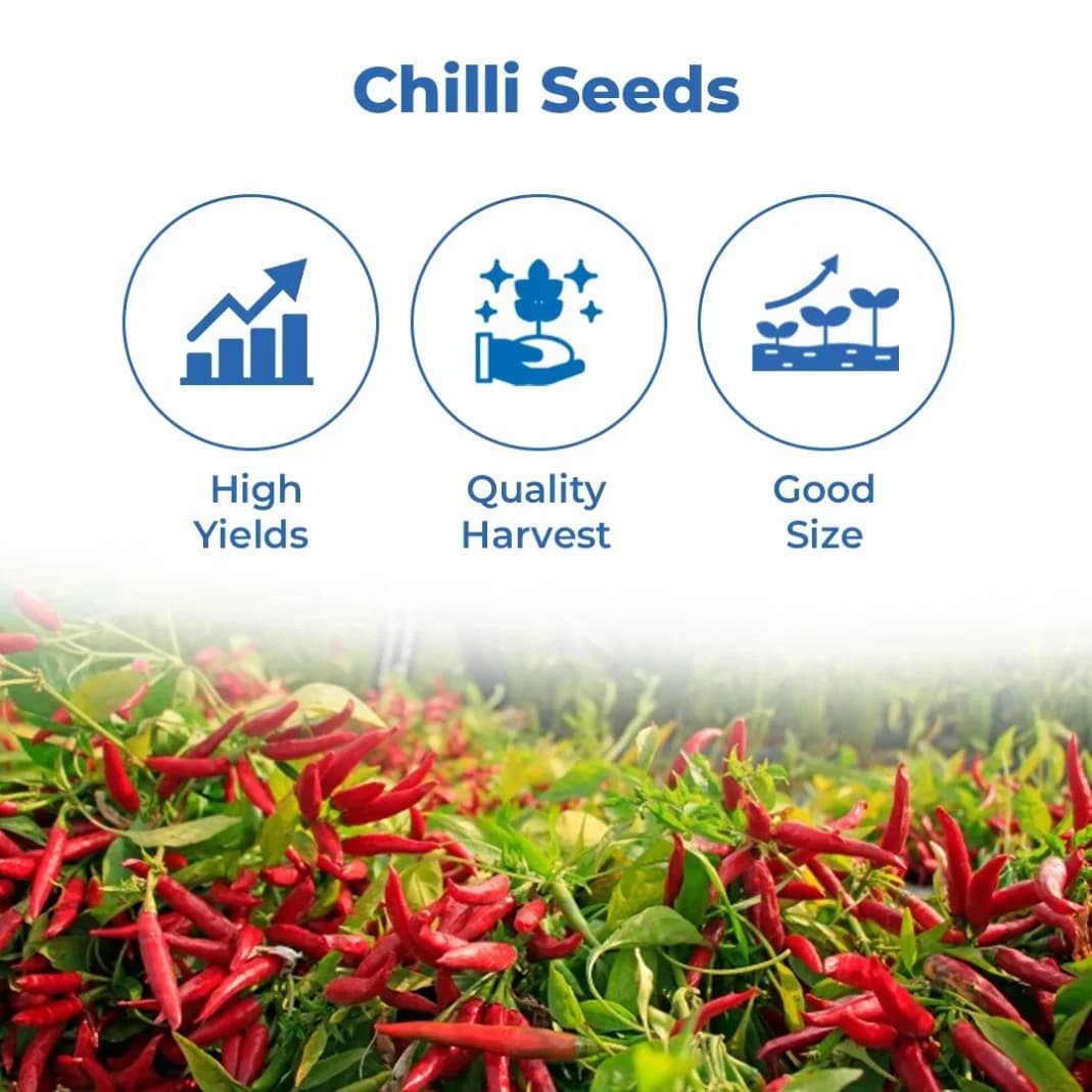 Sarpan Hybrid F1 Kashmiri Mirch Seeds , Kashmiri Mirch ke Beej, Best Quality. - Image 3