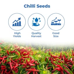 Sarpan Hybrid F1 Kashmiri Mirch Seeds , Kashmiri Mirch ke Beej, Best Quality. 3