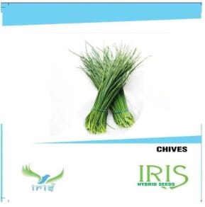Iris Hybrid Herb Seeds Chives, For All Seasons, Used On Balcony or Terrace.