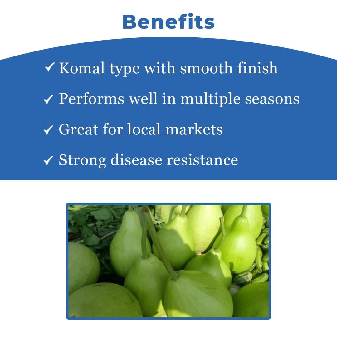 जिवित एफ1 हाइब्रिड लौकी के बीज, बेलनाकार आकार, चमकदार हल्के हरे रंग की किस्म - Image 4