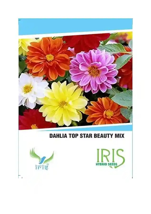 Iris Hybrid Flower Seeds Dahlia Mix, Best For Outdoor Gardening, Annuals Flower.