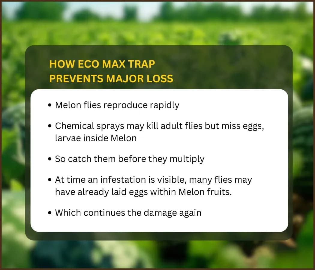 Chipku Pheromone Mac Phill or Max Plus Trap With Melon Fly Lure (Bactrocera Cucurbitae) Weather Proof Long Lasting, For Melons, Cucumber, Tomato. - Image 10