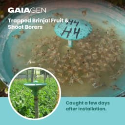 Gaiagen Brinjal Fruit And Shoot Borer Pheromone Lure For Leucinodes Orbonalis, IMO Certified. 7