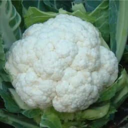 Urja Cauliflower Seeds F1 Hybrid Jyotika II, Best Natural Seeds, Best Germination 2
