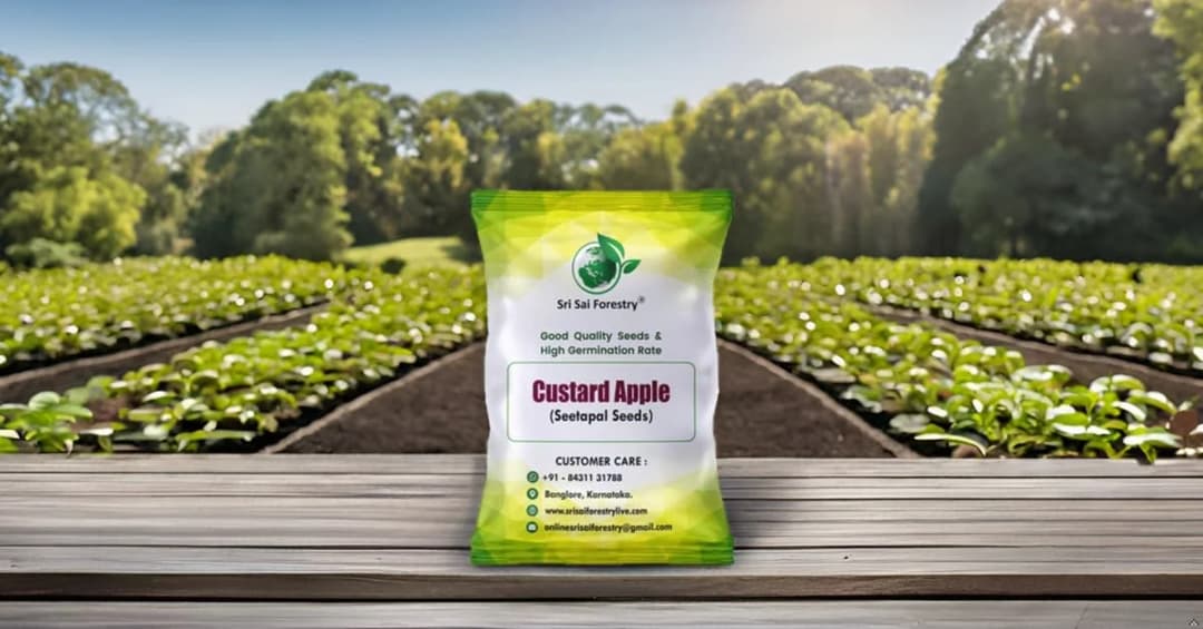 SRI SAI FORESTRY Custard Apple Seeds, Sitafal Ke Beej, Sugar Apple Seeds, Sweetsop Seeds, Annona squamosa Fruit Tree Seeds - Image 7