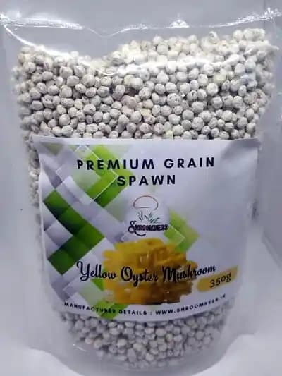 श्रूमनेस येलो ऑइस्टर मशरूम स्पॉन, किफायती मूल्य, उच्च गुणवत्ता वाली मशरूम उगाने के लिए