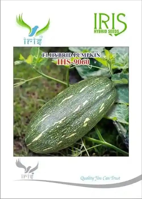 Iris Hybrid Vegetable Seeds F1 Hybrid Pumpkin IHS-9060 Good for Transportation - Image 1