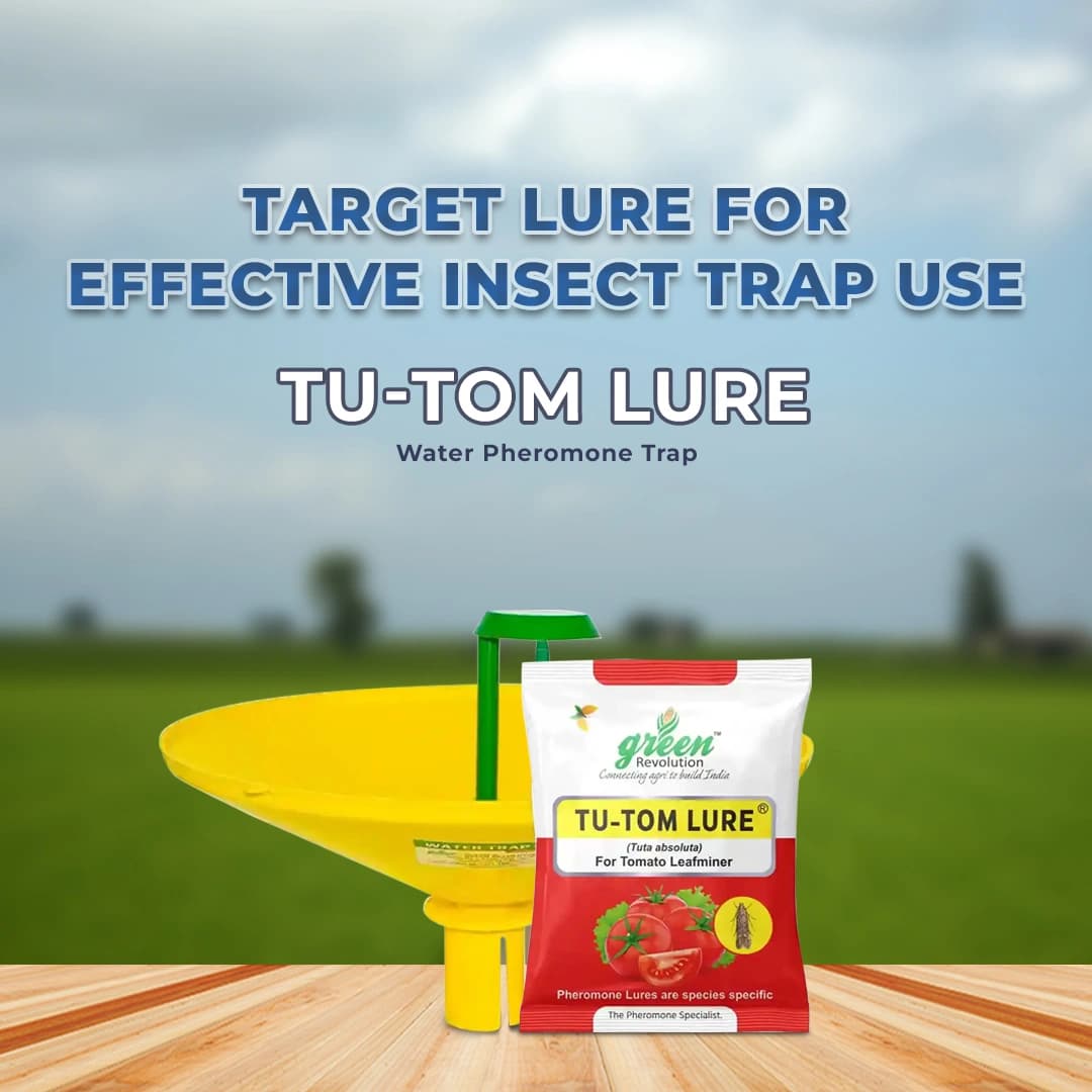 वाटर फेरोमोने ट्रैप, तू-टॉम फेरोमोन ल्यूर के साथ (टूटा एब्सोल्यूट, टोमैटो लेक्सिफमिनर) टमाटर, चेरी टमाटर और आलू के लिए उपयोगी। - Image 2