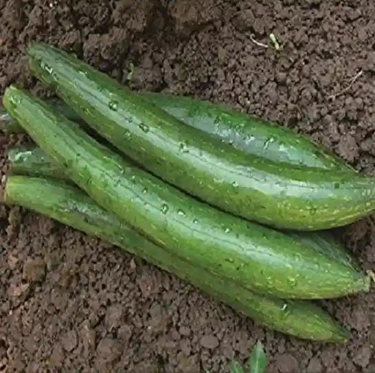 Jivit F1 Hybrid Sponge Gourd Sharvi Seeds, Vigorous Growing Vines, Dark Green in Color