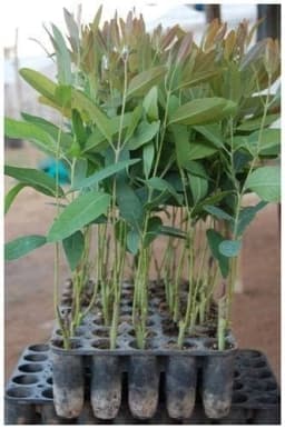 SRI SAI FORESTRY - Eucalyptus Nilgiri , Best Paper wood Tree, Hard Timber & Fast Growing Firewood Tree seeds 6